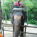 20090417 Half Day Safari - Elephant  29 of 42 